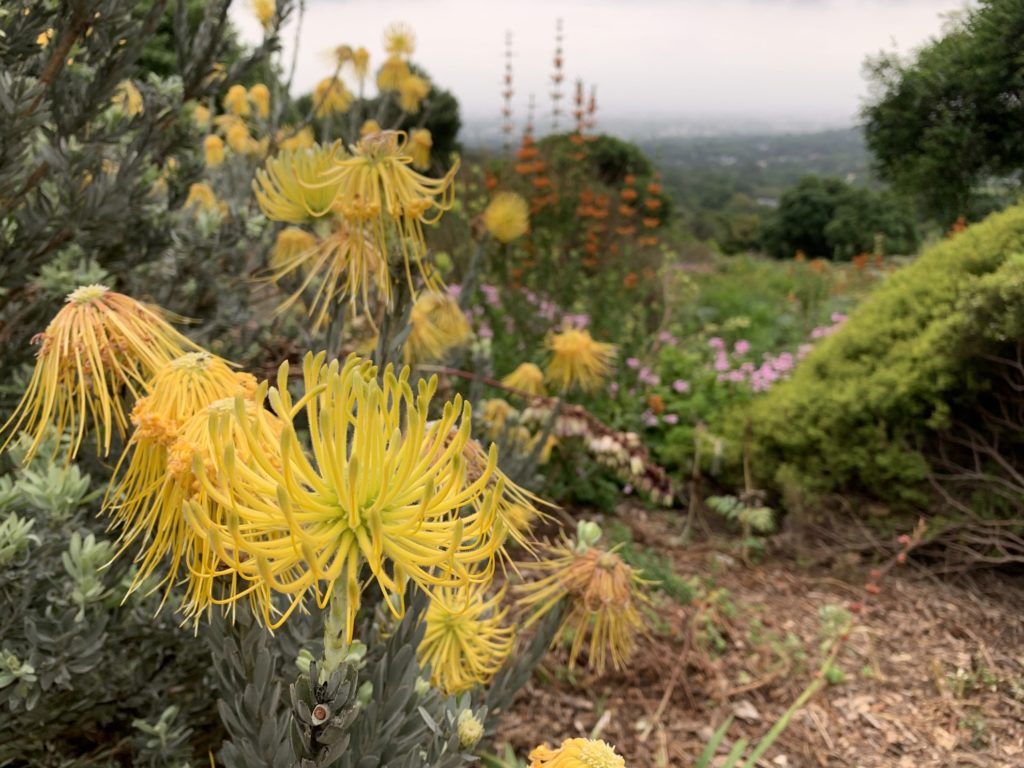 Kirstenbosch, le jardin d’Eden de Cape Town | Ah!MonTour