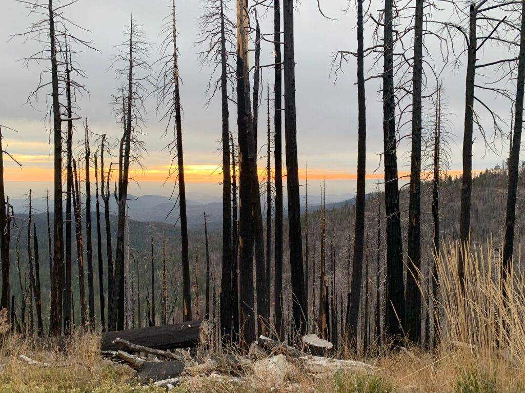 Des arbres incendiés dans le Sequoia National Park