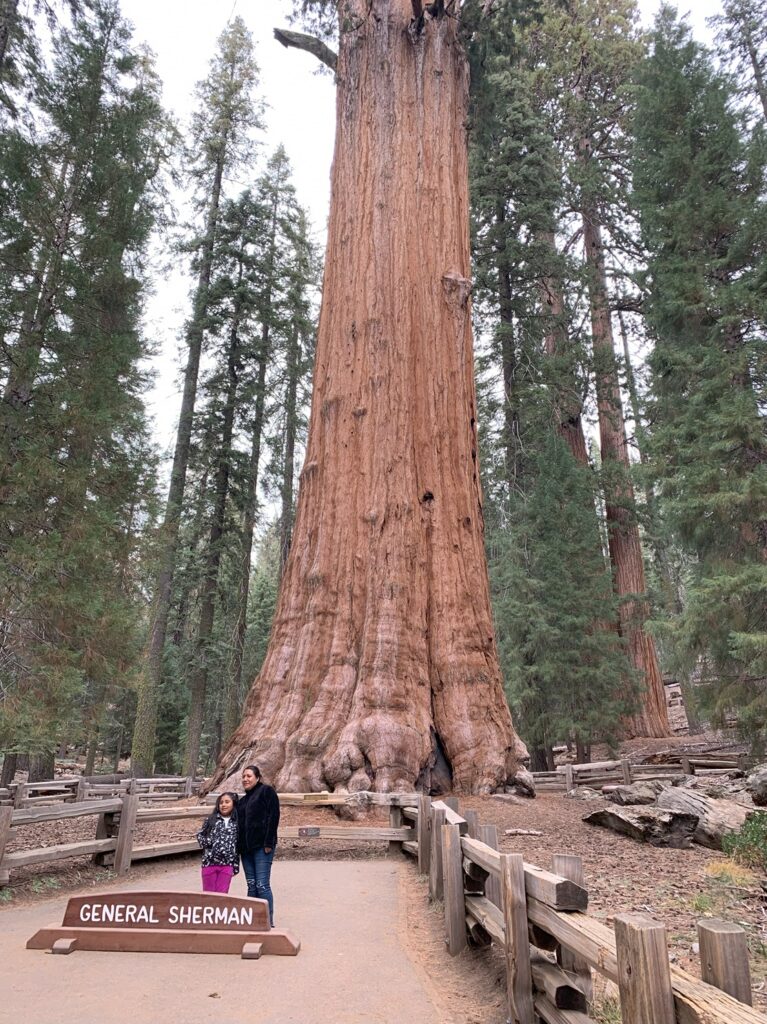 Le General Sherman Tree