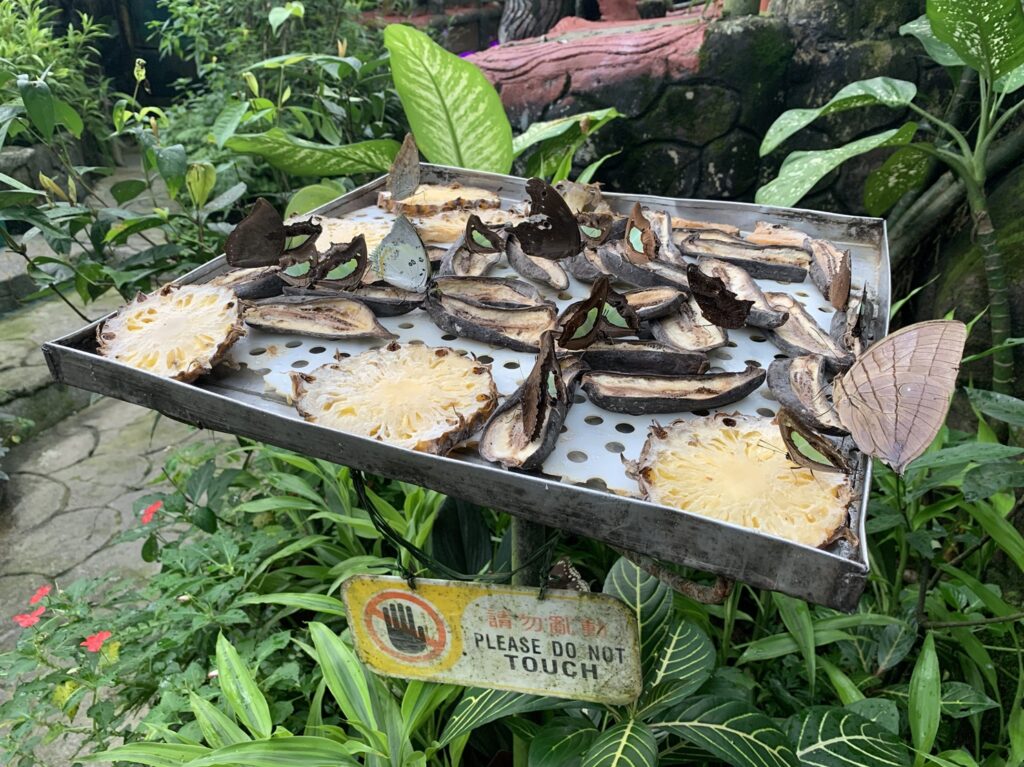 Des papillons se nourrissent sur un plateau de fruits