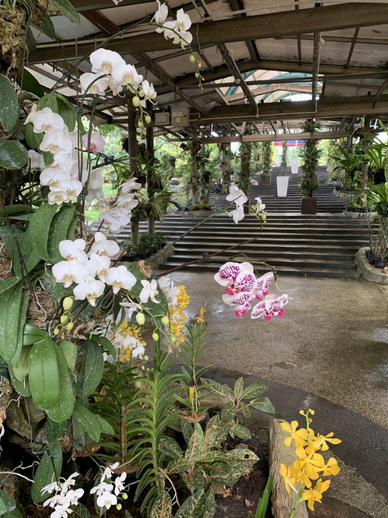 Des orchidées (Phalaenopsis) à l'intérieur de l'Orchid Garden de Kuala Lumpur