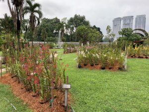 Des espèces d'orchidées terrestres à l'Orchid Garden de Kuala Lumpur