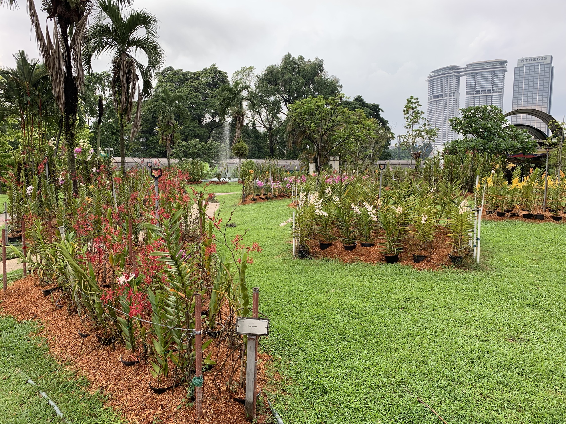 Des espèces d'orchidées terrestres à l'Orchid Garden de Kuala Lumpur