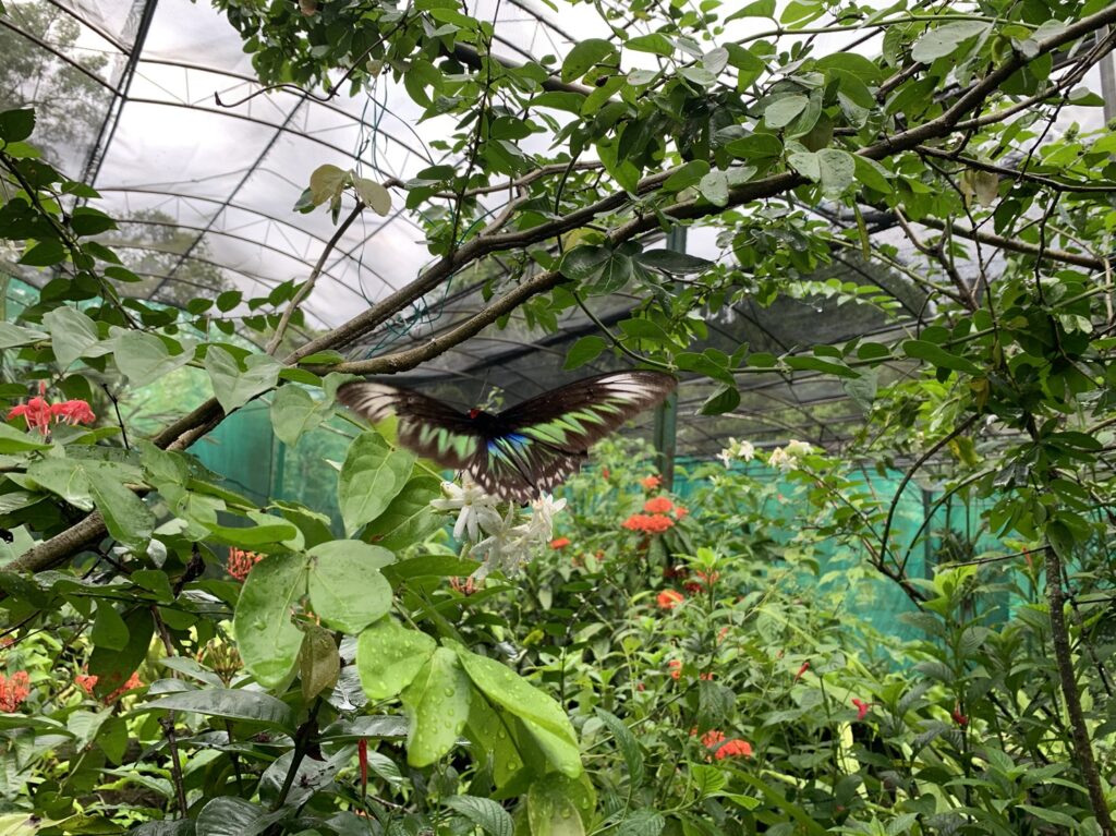 Un ornithoptère de Brooke en vol au Butterfly Park