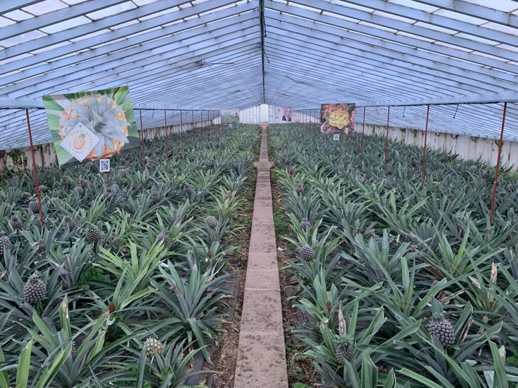 Vue de l'intérieur des serres où sont cultivés les ananas des Açores