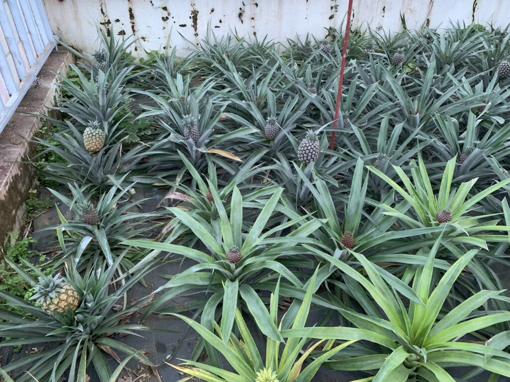 Vue sur des ananas des Açores à différents stades de maturité du fruit