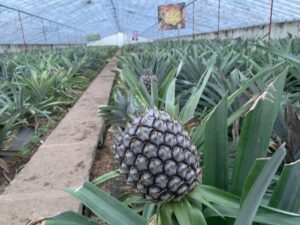 Gros plan sur un ananas des Açores